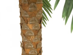 Phoenix palma deluxe, 300 cm