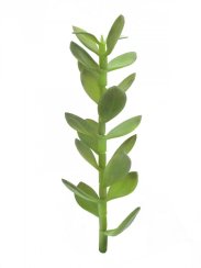 Penízovka-výhonek, 30cm