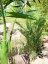 Kentia palma, 140 cm