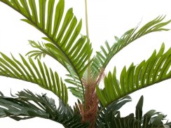 Kentia palma, 150cm