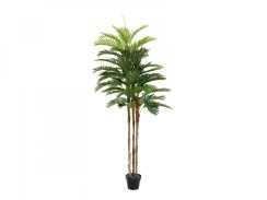 Kentia palma, 180cm