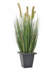 Vodní tráva v květináči, 60 cm Vodní tráva v květináči, 60 cm
