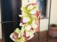 Orchidej větvička, zelená, 90 cm