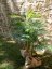 Palma Areca, 2 kmeny, 120 cm