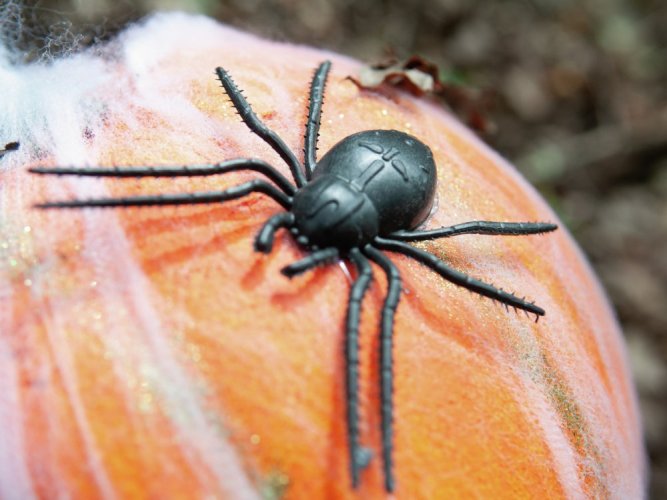 Halloween dýně v pavoučí síti s LED lebkou, 25 cm
