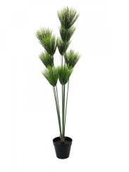 Papyrus palma, 150 cm