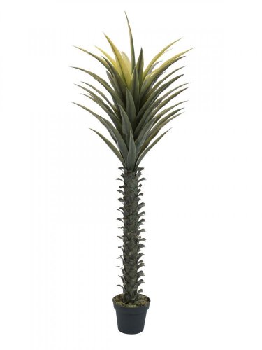 Juka palma, 165 cm