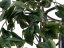 Philodendron trs klasický, 60cm