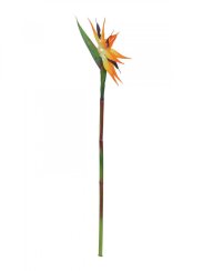 Strelície oranžová, 95 cm Strelície oranžová, 95 cm