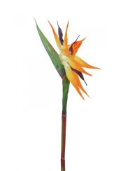 Strelície oranžová, 95 cm Strelície oranžová, 95 cm