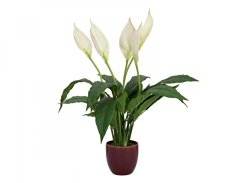 Bílá lilie v květináči, 49cm