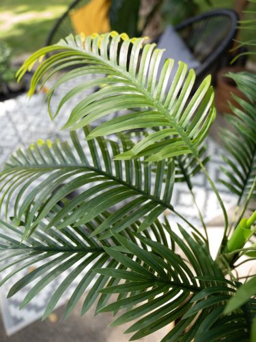 Palma Areca, 2 kmeny, 120 cm