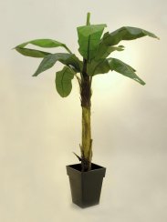 Banánovník 10 listů, 220 cm