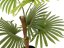 Vějířová palma, 88 cm