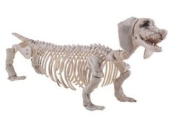 Halloween kostra jezevčíka