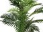 Palma Areca, 150 cm