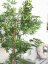 Ficus longifolia, 165cm