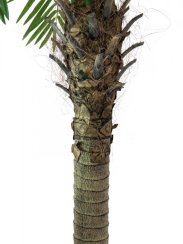 Phoenix palma Luxor, 150 cm Phoenix palma Luxor, 150 cm