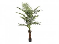 Kentia palma, výška 240cm