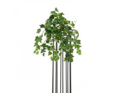 Břečťan Premium, 50 cm