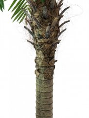 Phoenix palma Luxor, 300 cm