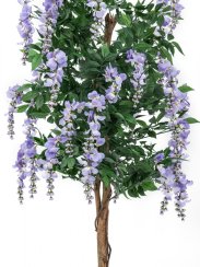 Vistárie fialová, 150 cm
