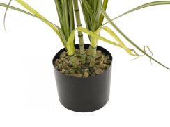 Dracena, 215 cm
