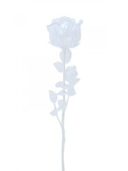 Růže čirá, křišťálová 81cm, 12ks