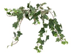 FIRESILX Břečťan trs, 60 cm