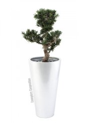 Bonsai, 80cm