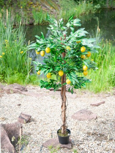 Citronovník s plody, 180 cm