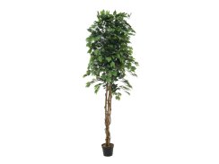 Stříbrný fikus-Benjamin, 240cm - použito (82506118)