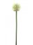 Allium krémová, 55 cm