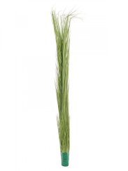 Zblochan vodní, světle zelený, 127 cm
