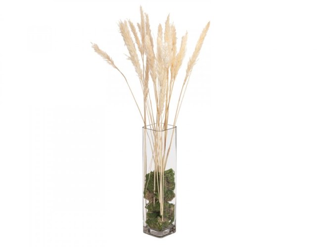 JOLIPA Pampas tráva, svazek stonků, sušené, 75cm