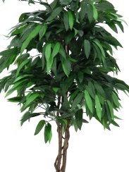Strom Mango, 180 cm