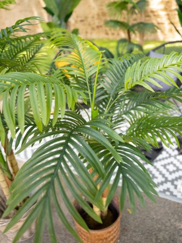 Palma Areca, 2 kmeny, 120 cm