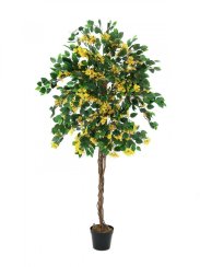 Bougainvillea žlutá, 180 cm