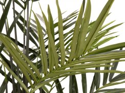 Kentia palma, 300cm
