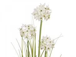 Okrasný česnek s bílými květy, 120 cm