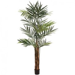 Kentia palma, 300cm