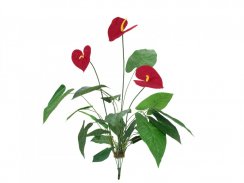 Toulitka, 3 květy, 70 cm