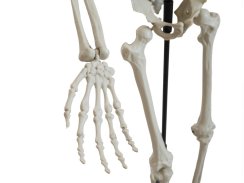 Europalms Halloweenský kostlivec, 150 cm