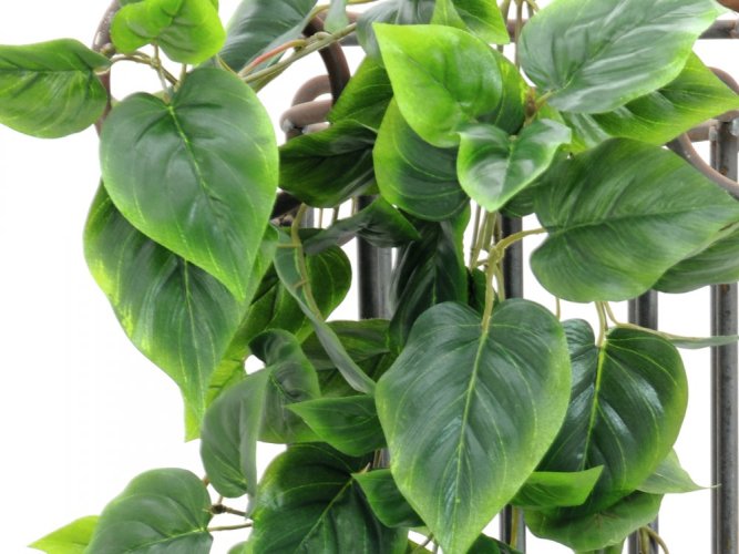 Philodendron trs, 90 cm
