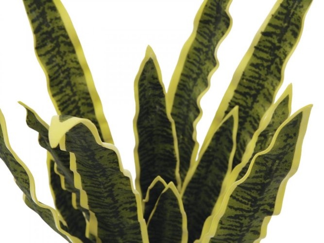 Sansevieria zeleno-žlutá, 60 cm