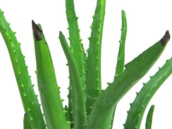 Aloe vera, 63 cm
