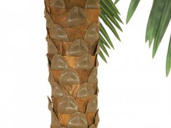 Phoenix palma deluxe, 300 cm