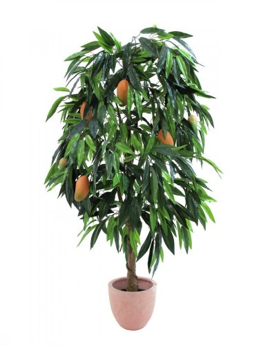 Strom Mango s plody v květináči, 165 cm