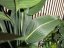 Europalms Strelície, umělá rostlina, 110cm