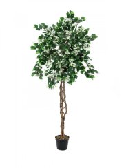 Bougenvilia bílá, 180 cm